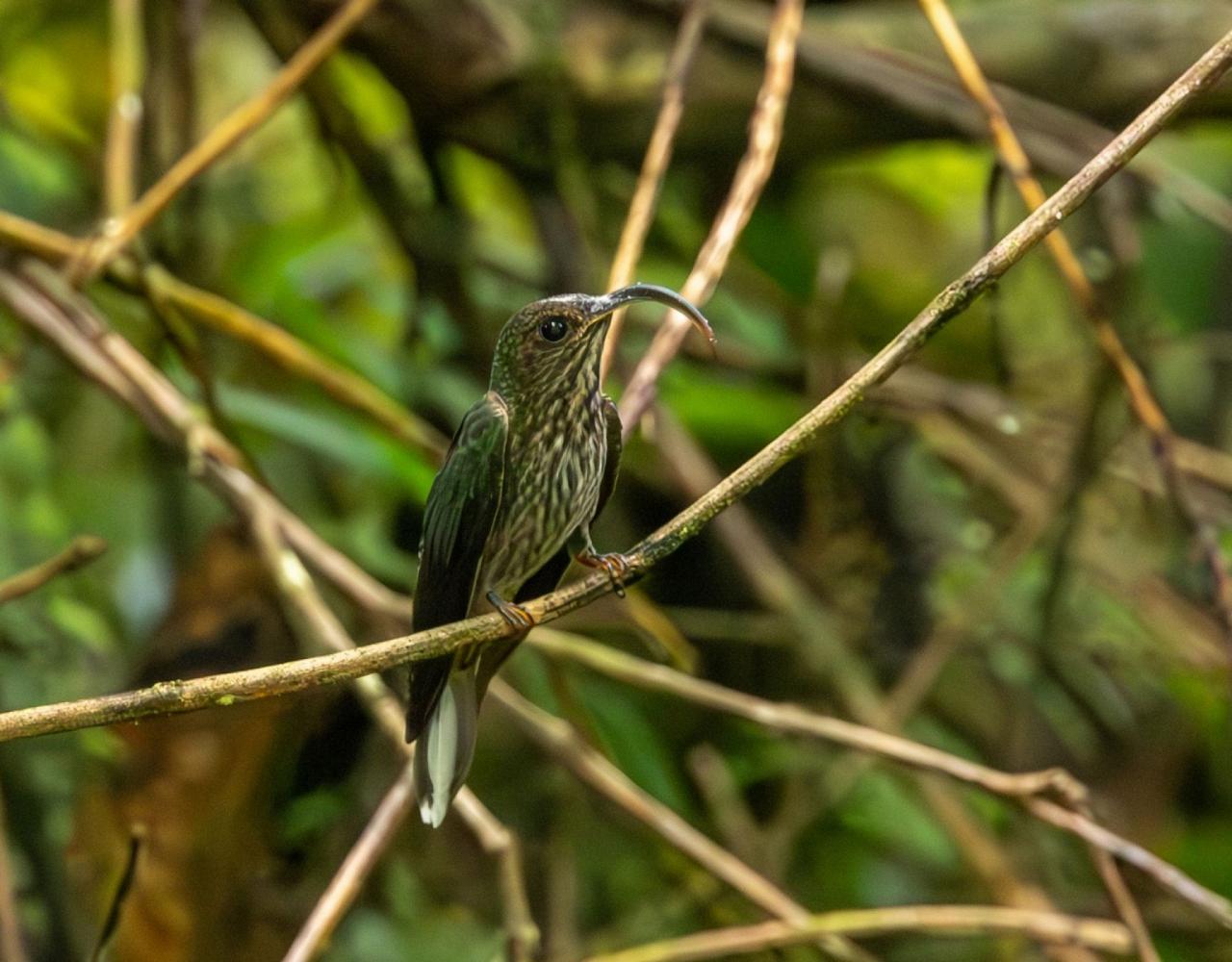 Birding Ecuador, Bird watching Ecuador, Ecuador, South American Birds, Naturalist Journeys, Wildlife Tour, Wildlife Photography, Ecotourism, Specialty Birds, Endemic Birds, Birding Hotspot