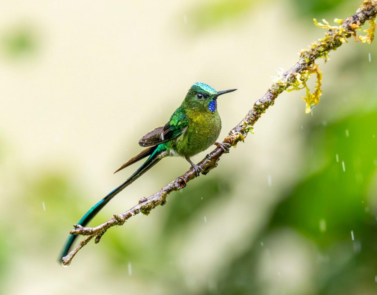Birding Ecuador, Bird watching Ecuador, Ecuador, South American Birds, Naturalist Journeys, Wildlife Tour, Wildlife Photography, Ecotourism, Specialty Birds, Endemic Birds, Birding Hotspot