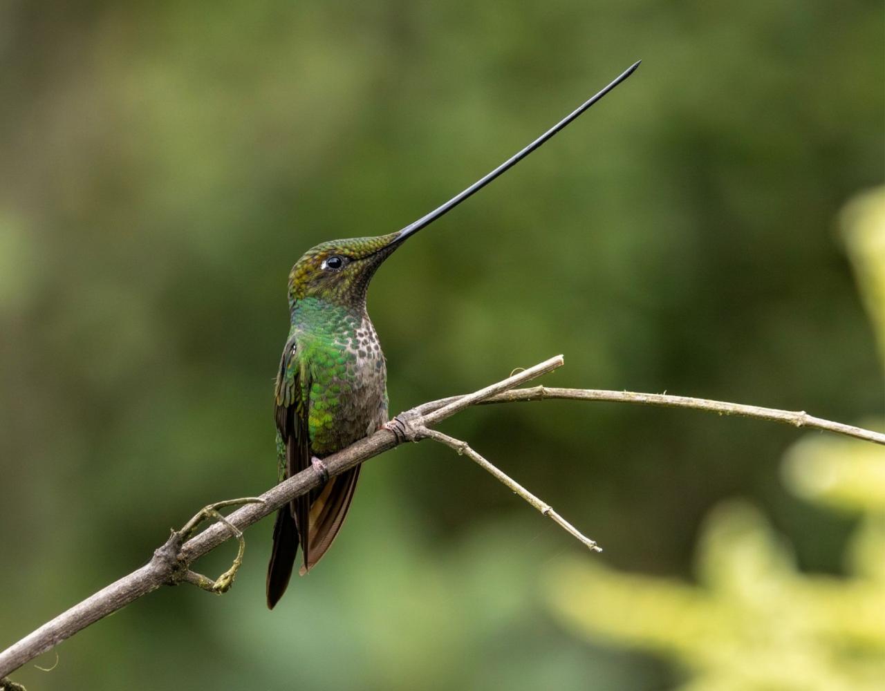 Birding Ecuador, Bird watching Ecuador, Ecuador, South American Birds, Naturalist Journeys, Wildlife Tour, Wildlife Photography, Ecotourism, Specialty Birds, Endemic Birds, Birding Hotspot