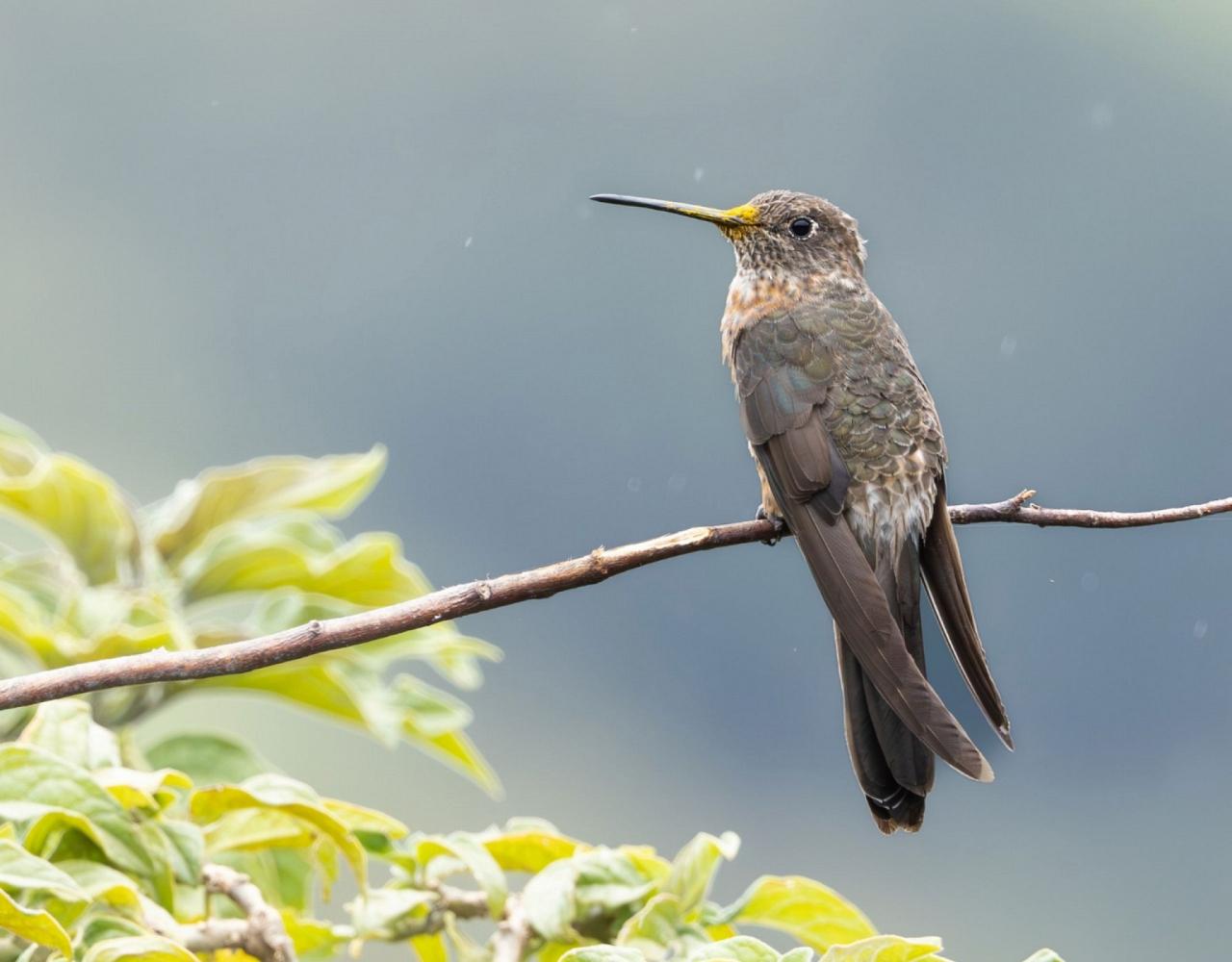 Birding Ecuador, Bird watching Ecuador, Ecuador, South American Birds, Naturalist Journeys, Wildlife Tour, Wildlife Photography, Ecotourism, Specialty Birds, Endemic Birds, Birding Hotspot