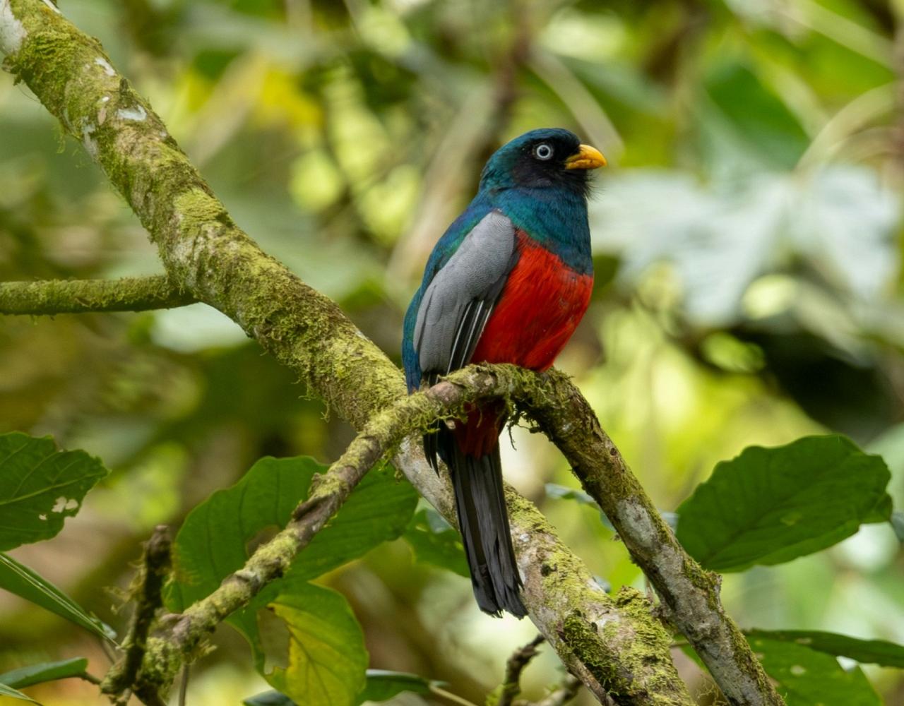 Birding Ecuador, Bird watching Ecuador, Ecuador, South American Birds, Naturalist Journeys, Wildlife Tour, Wildlife Photography, Ecotourism, Specialty Birds, Endemic Birds, Birding Hotspot
