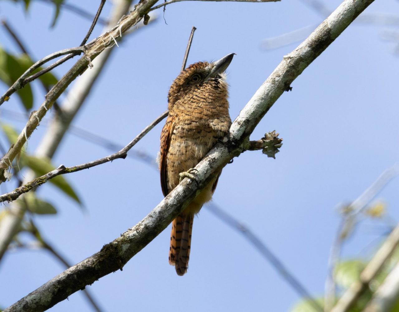 Birding Ecuador, Bird watching Ecuador, Ecuador, South American Birds, Naturalist Journeys, Wildlife Tour, Wildlife Photography, Ecotourism, Specialty Birds, Endemic Birds, Birding Hotspot