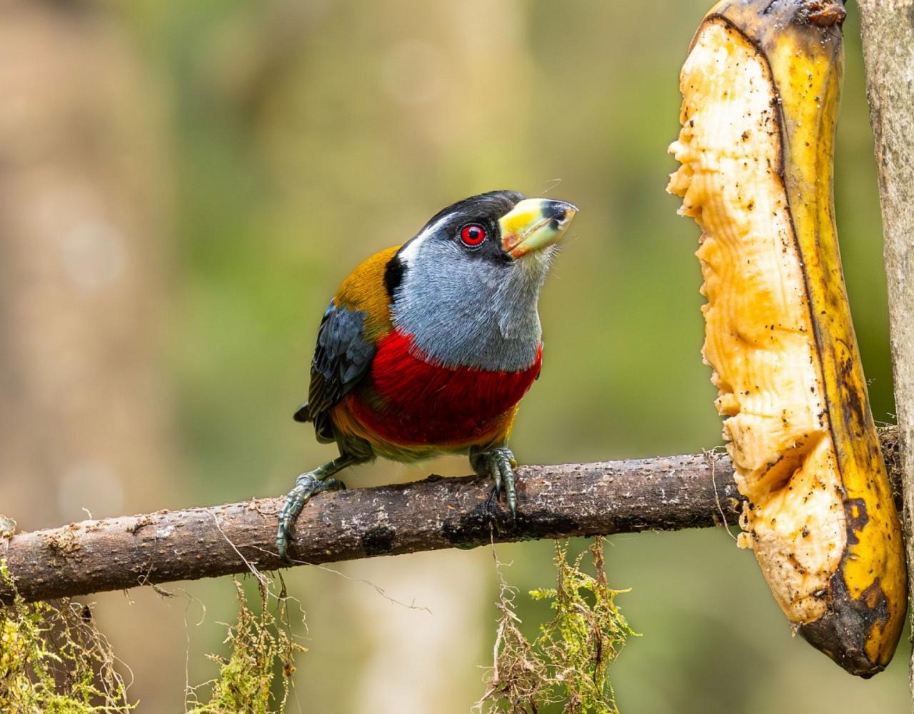 Birding Ecuador, Bird watching Ecuador, Ecuador, South American Birds, Naturalist Journeys, Wildlife Tour, Wildlife Photography, Ecotourism, Specialty Birds, Endemic Birds, Birding Hotspot