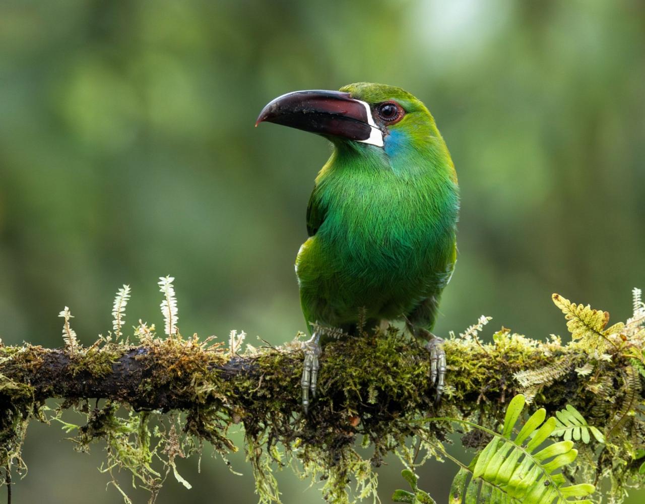 Birding Ecuador, Bird watching Ecuador, Ecuador, South American Birds, Naturalist Journeys, Wildlife Tour, Wildlife Photography, Ecotourism, Specialty Birds, Endemic Birds, Birding Hotspot