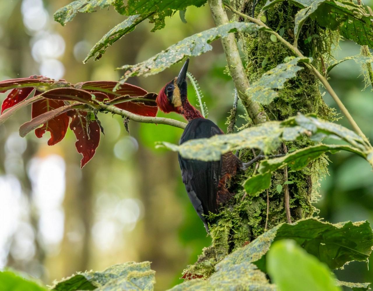 Birding Ecuador, Bird watching Ecuador, Ecuador, South American Birds, Naturalist Journeys, Wildlife Tour, Wildlife Photography, Ecotourism, Specialty Birds, Endemic Birds, Birding Hotspot