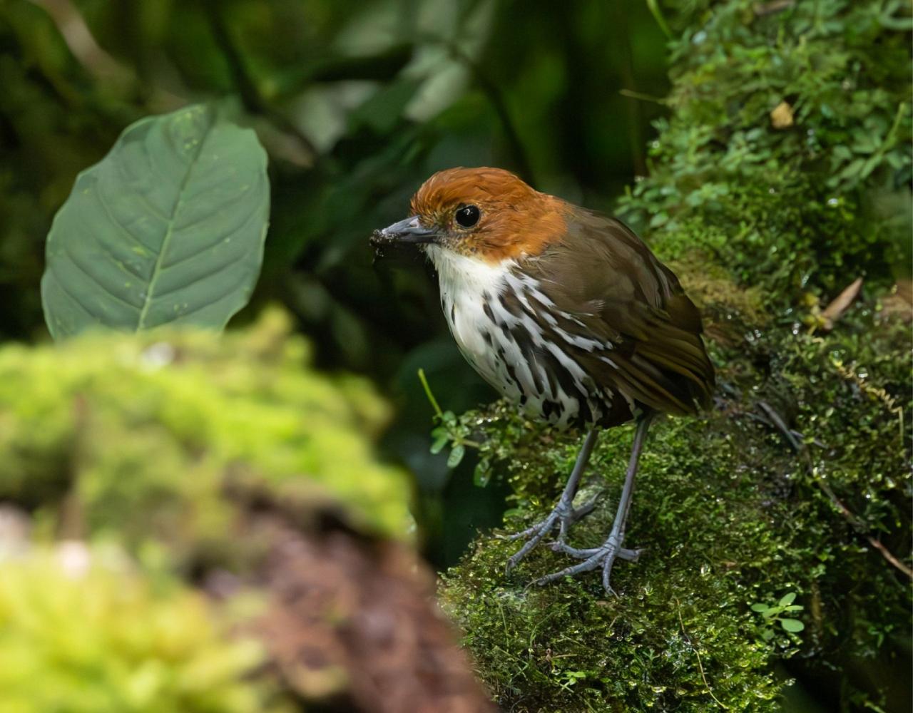 Birding Ecuador, Bird watching Ecuador, Ecuador, South American Birds, Naturalist Journeys, Wildlife Tour, Wildlife Photography, Ecotourism, Specialty Birds, Endemic Birds, Birding Hotspot