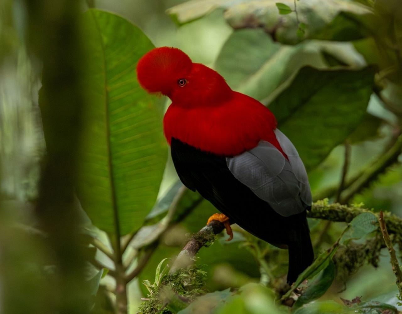 Birding Ecuador, Bird watching Ecuador, Ecuador, South American Birds, Naturalist Journeys, Wildlife Tour, Wildlife Photography, Ecotourism, Specialty Birds, Endemic Birds, Birding Hotspot