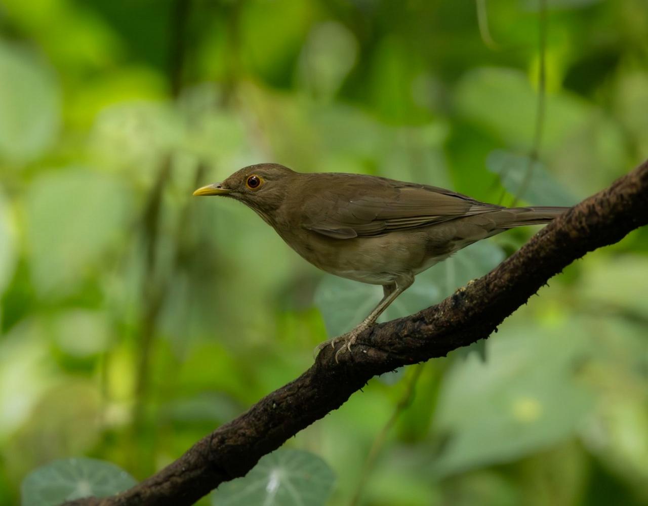 Birding Ecuador, Bird watching Ecuador, Ecuador, South American Birds, Naturalist Journeys, Wildlife Tour, Wildlife Photography, Ecotourism, Specialty Birds, Endemic Birds, Birding Hotspot