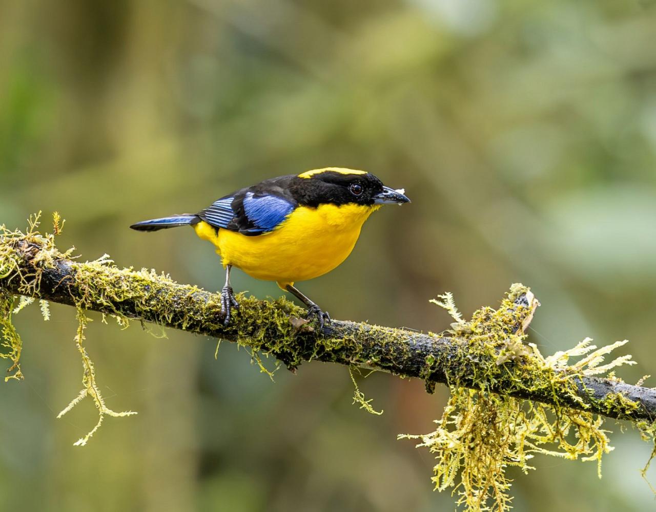 Birding Ecuador, Bird watching Ecuador, Ecuador, South American Birds, Naturalist Journeys, Wildlife Tour, Wildlife Photography, Ecotourism, Specialty Birds, Endemic Birds, Birding Hotspot