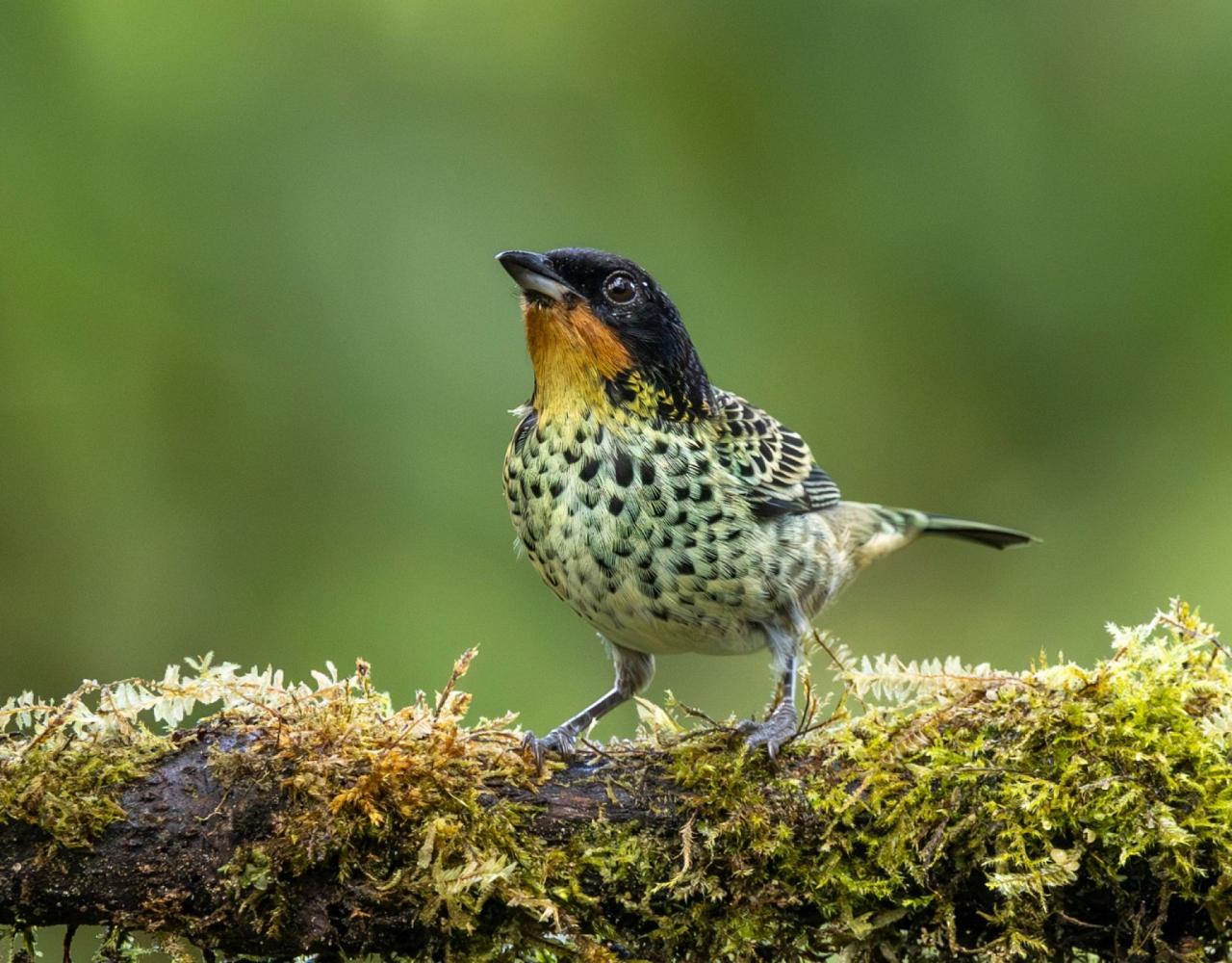 Birding Ecuador, Bird watching Ecuador, Ecuador, South American Birds, Naturalist Journeys, Wildlife Tour, Wildlife Photography, Ecotourism, Specialty Birds, Endemic Birds, Birding Hotspot