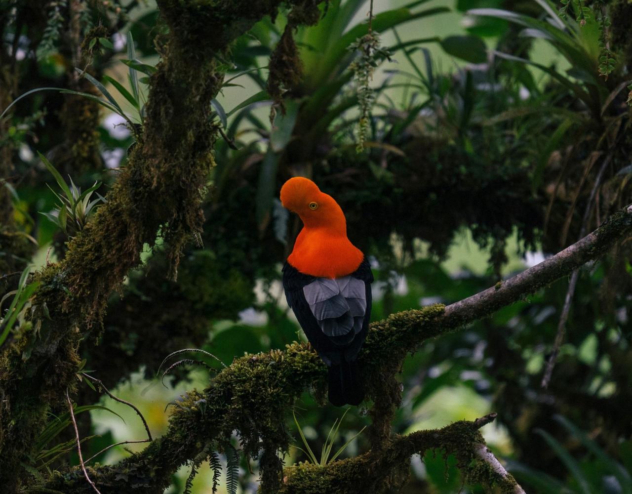 Birding Ecuador, Bird watching Ecuador, Ecuador, South American Birds, Naturalist Journeys, Wildlife Tour, Wildlife Photography, Ecotourism, Specialty Birds, Endemic Birds, Birding Hotspot