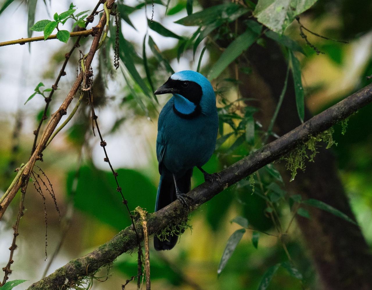 Birding Ecuador, Bird watching Ecuador, Ecuador, South American Birds, Naturalist Journeys, Wildlife Tour, Wildlife Photography, Ecotourism, Specialty Birds, Endemic Birds, Birding Hotspot