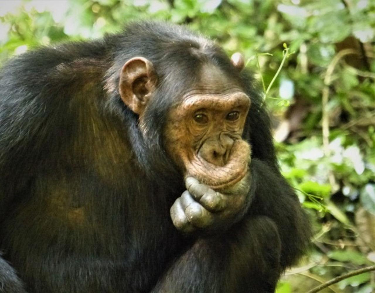Birding Uganda, Bird Watching Uganda, Uganda, African Birds, Naturalist Journeys, Wildlife Tour, Wildlife Photography, Ecotourism, Specialty Birds, Endemic Birds, Birding Hotspot, Gorilla Trek, Queen Elizabeth National Park