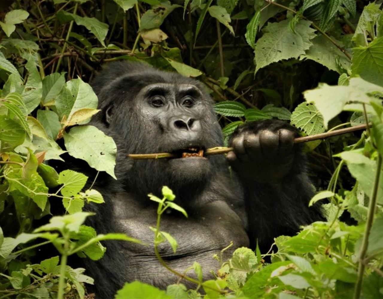 Birding Uganda, Bird Watching Uganda, Uganda, African Birds, Naturalist Journeys, Wildlife Tour, Wildlife Photography, Ecotourism, Specialty Birds, Endemic Birds, Birding Hotspot, Gorilla Trek, Queen Elizabeth National Park