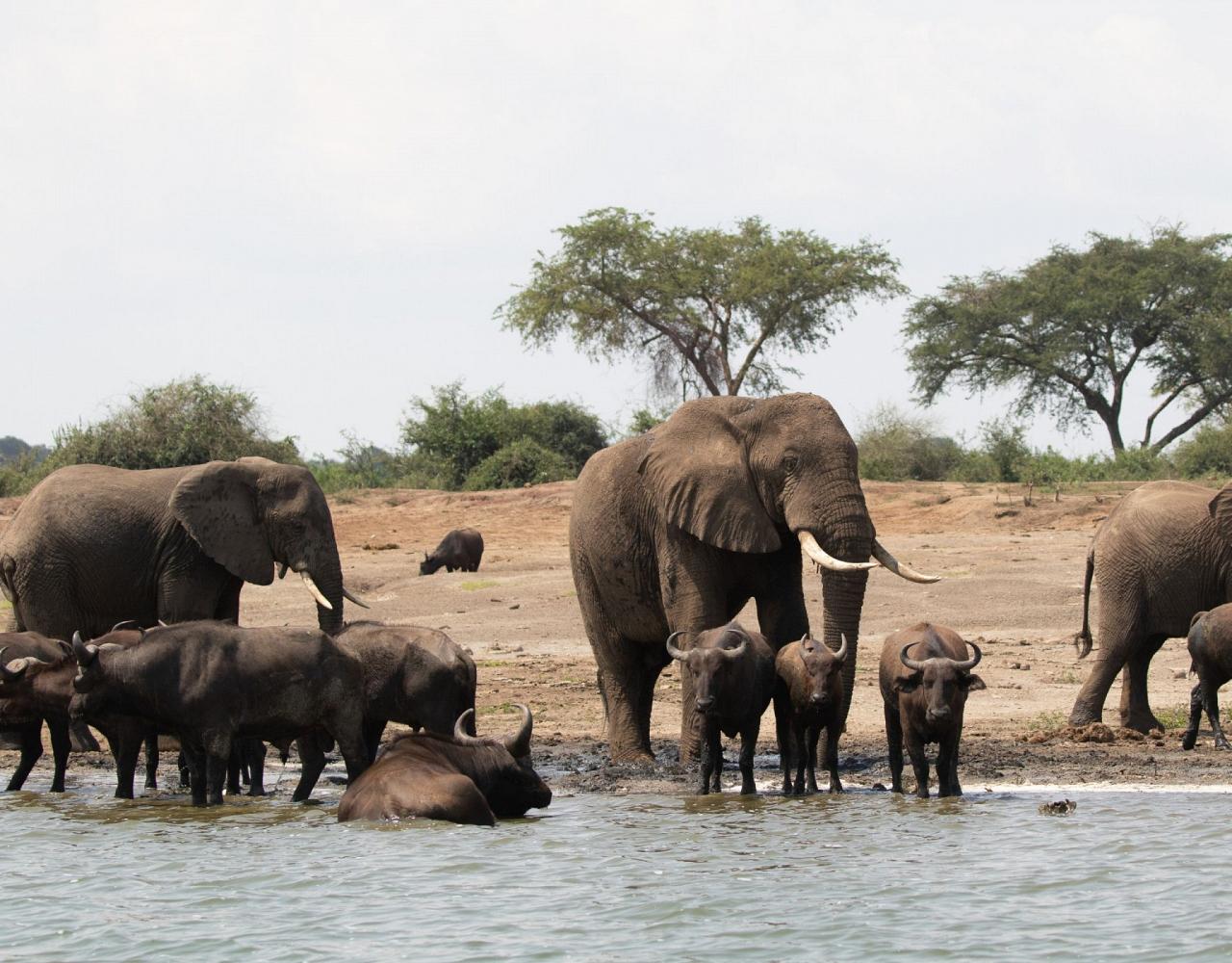 Birding Uganda, Bird Watching Uganda, Uganda, African Birds, Naturalist Journeys, Wildlife Tour, Wildlife Photography, Ecotourism, Specialty Birds, Endemic Birds, Birding Hotspot, Gorilla Trek, Queen Elizabeth National Park