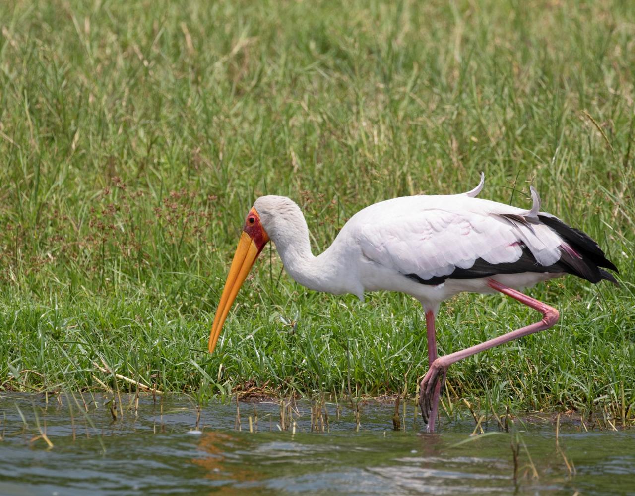 Birding Uganda, Bird Watching Uganda, Uganda, African Birds, Naturalist Journeys, Wildlife Tour, Wildlife Photography, Ecotourism, Specialty Birds, Endemic Birds, Birding Hotspot, Gorilla Trek, Queen Elizabeth National Park