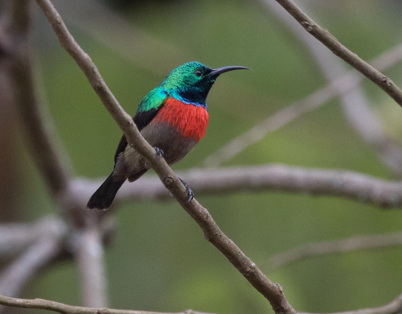 Birding Uganda, Bird Watching Uganda, Uganda, African Birds, Naturalist Journeys, Wildlife Tour, Wildlife Photography, Ecotourism, Specialty Birds, Endemic Birds, Birding Hotspot, Gorilla Trek, Queen Elizabeth National Park