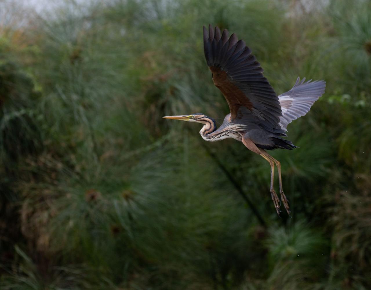 Birding Uganda, Bird Watching Uganda, Uganda, African Birds, Naturalist Journeys, Wildlife Tour, Wildlife Photography, Ecotourism, Specialty Birds, Endemic Birds, Birding Hotspot, Gorilla Trek, Queen Elizabeth National Park