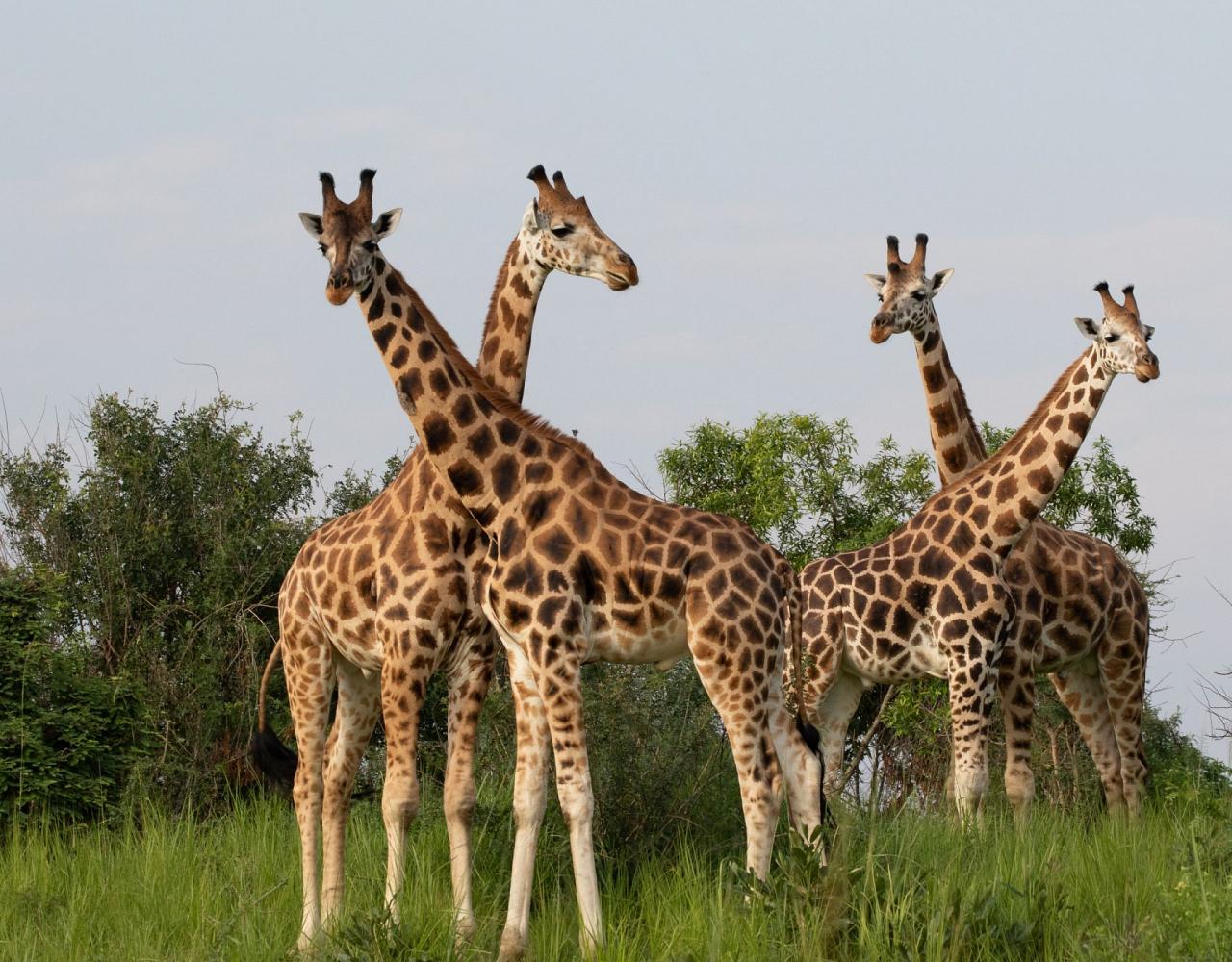 birding uganda