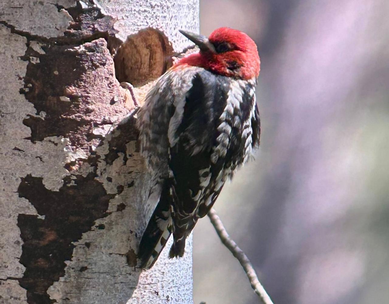 Birding Oregon, Bird Watching the Oregon,  Naturalist Journeys, Wildlife Tour, Wildlife Photography, Ecotourism, Specialty Birds, Mt. Hood