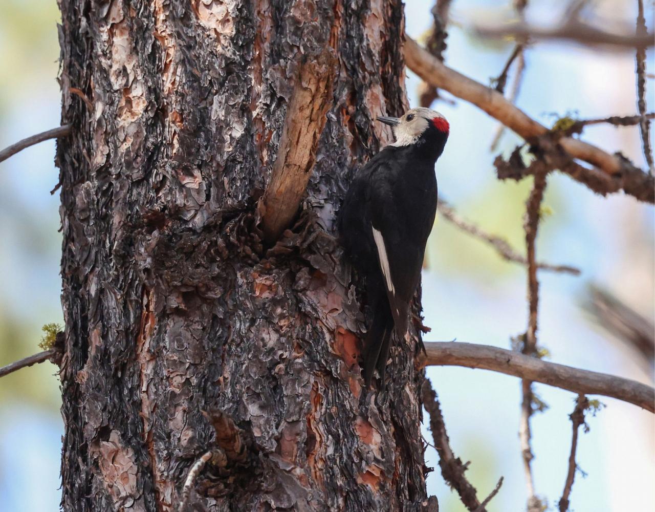Birding Oregon, Bird Watching the Oregon,  Naturalist Journeys, Wildlife Tour, Wildlife Photography, Ecotourism, Specialty Birds, Mt. Hood