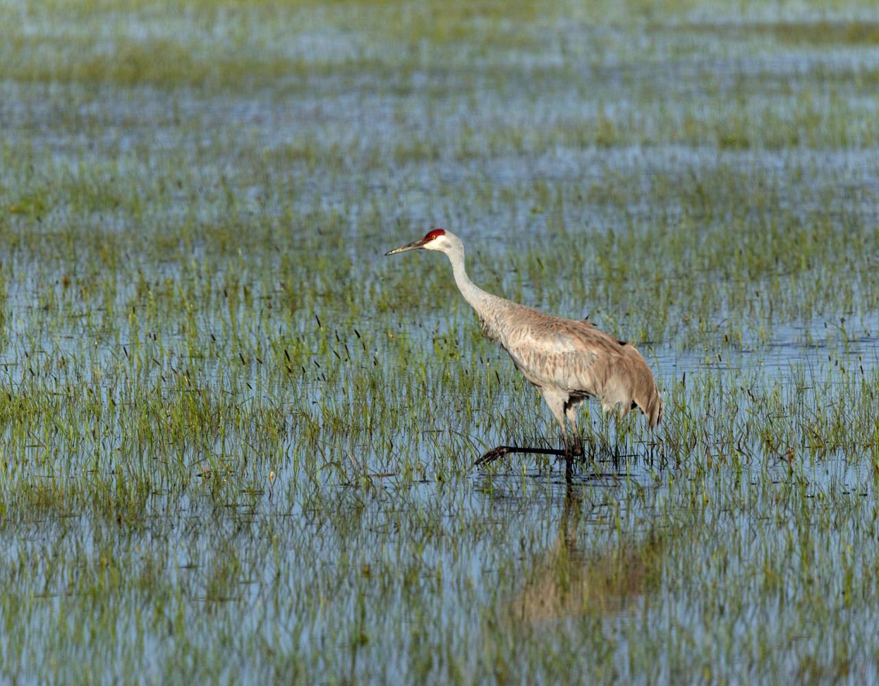 Birding Oregon, Bird Watching the Oregon,  Naturalist Journeys, Wildlife Tour, Wildlife Photography, Ecotourism, Specialty Birds, Mt. Hood