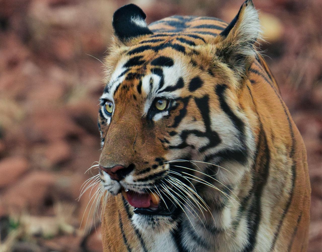 Birding India, Bird watching Asia, India Nature Tour, Big Cats in India, Naturalist Journeys, Wildlife Tour, Wildlife Photography, Ecotourism, Specialty Birds, Birding Hotspot, Tiger Reserve, Snow Leopards