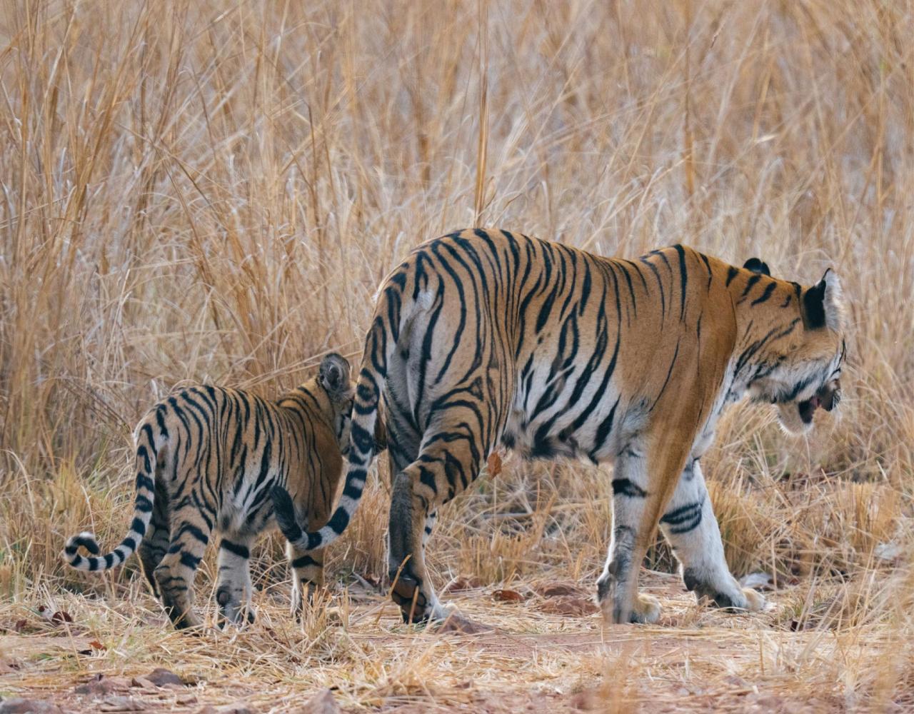 Birding India, Bird watching Asia, India Nature Tour, Big Cats in India, Naturalist Journeys, Wildlife Tour, Wildlife Photography, Ecotourism, Specialty Birds, Birding Hotspot, Tiger Reserve, Snow Leopards