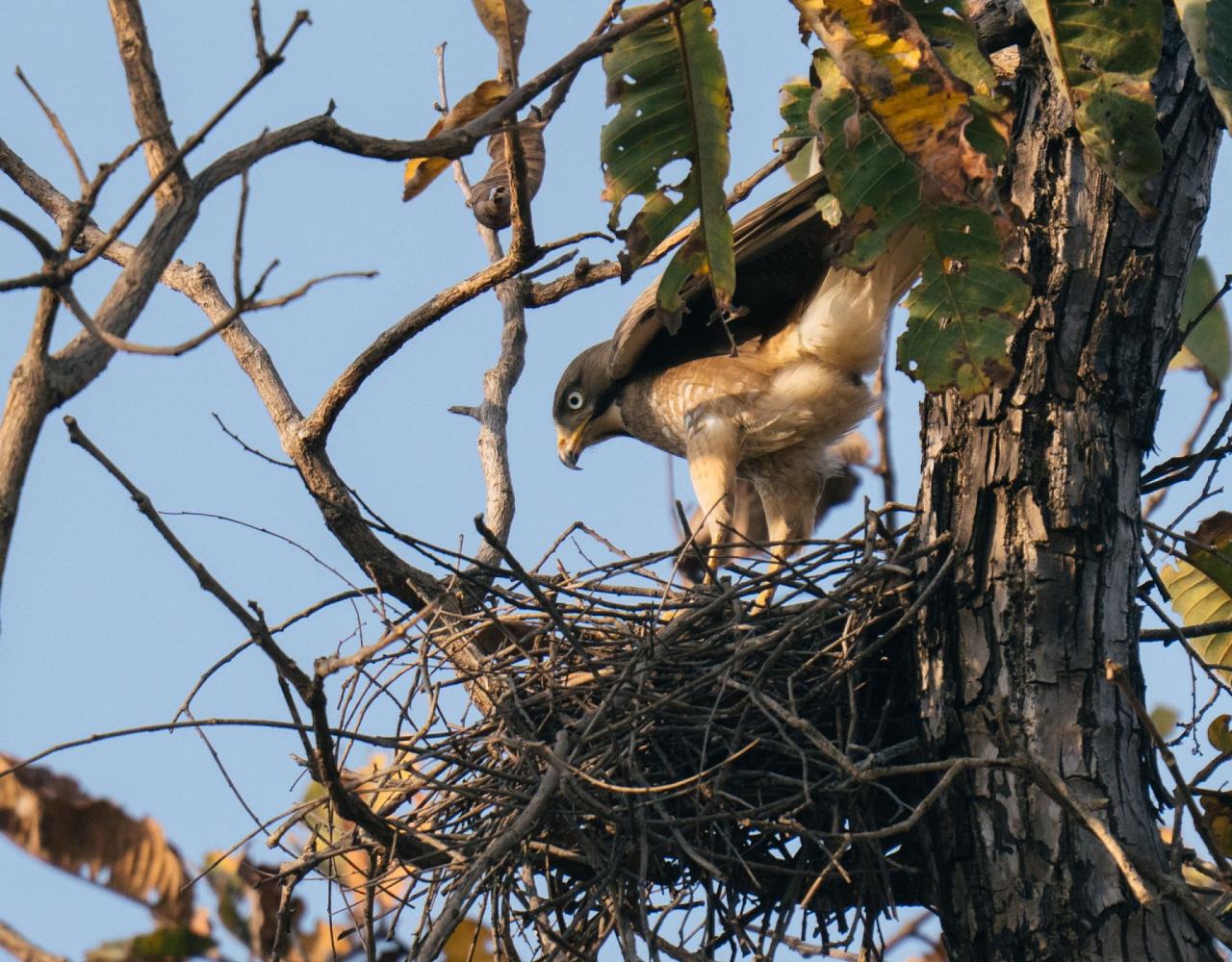 Birding India, Bird watching Asia, India Nature Tour, Big Cats in India, Naturalist Journeys, Wildlife Tour, Wildlife Photography, Ecotourism, Specialty Birds, Birding Hotspot, Tiger Reserve, Snow Leopards