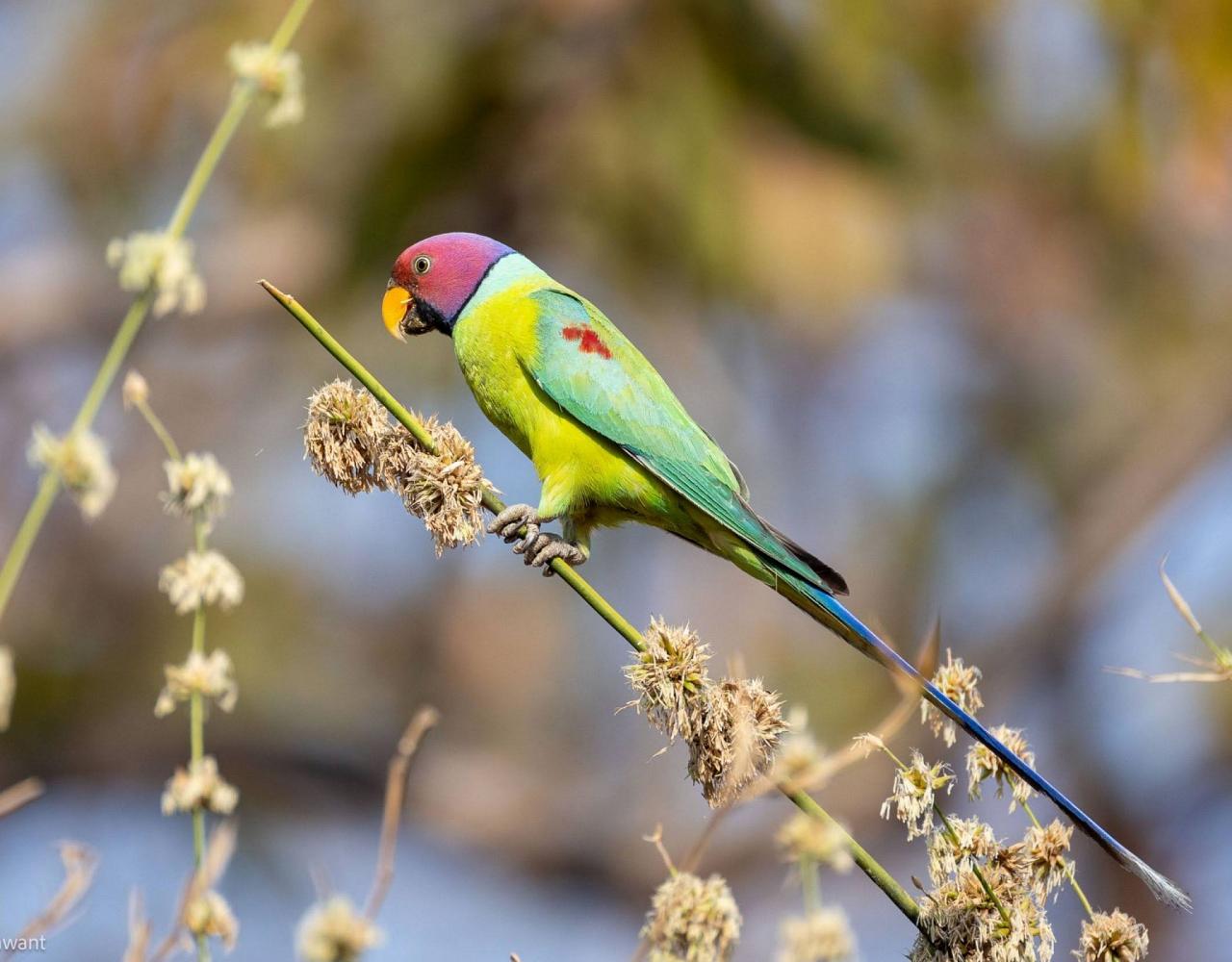 Birding India, Bird watching Asia, India Nature Tour, Big Cats in India, Naturalist Journeys, Wildlife Tour, Wildlife Photography, Ecotourism, Specialty Birds, Birding Hotspot, Tiger Reserve, Snow Leopards
