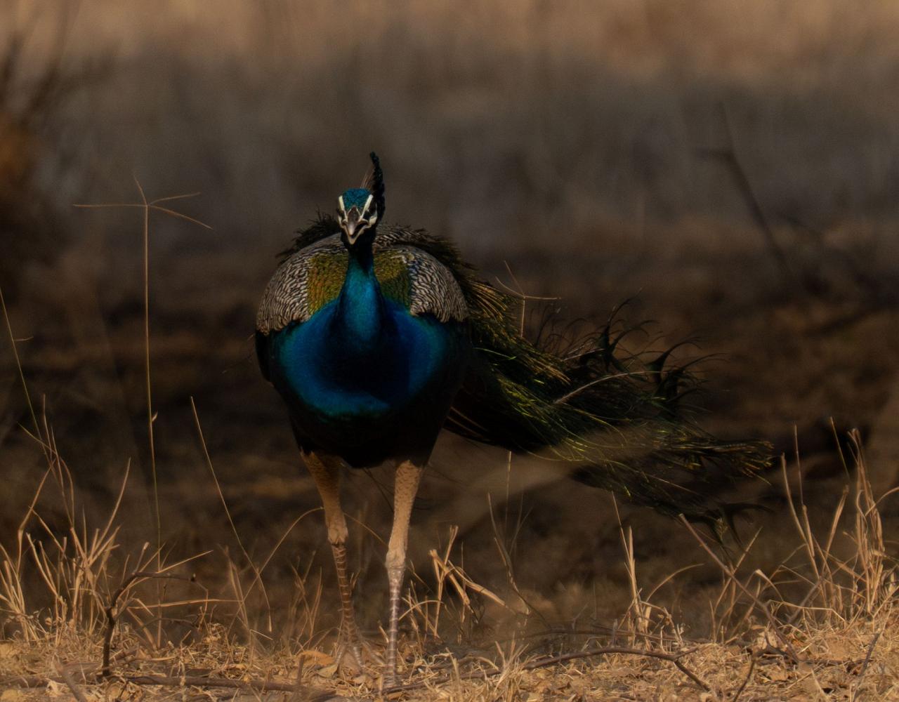 Birding India, Bird watching Asia, India Nature Tour, Big Cats in India, Naturalist Journeys, Wildlife Tour, Wildlife Photography, Ecotourism, Specialty Birds, Birding Hotspot, Tiger Reserve, Snow Leopards