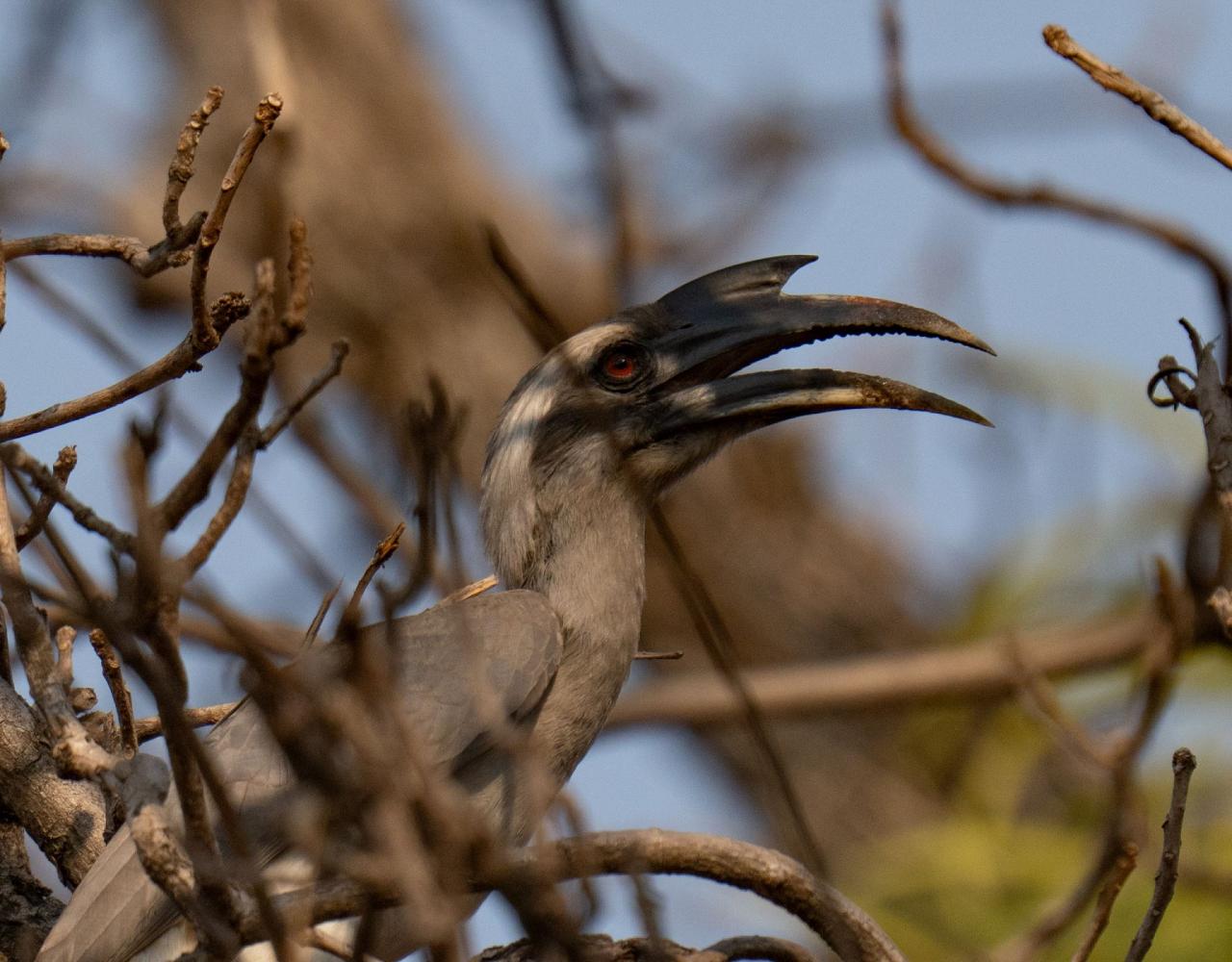 Birding India, Bird watching Asia, India Nature Tour, Big Cats in India, Naturalist Journeys, Wildlife Tour, Wildlife Photography, Ecotourism, Specialty Birds, Birding Hotspot, Tiger Reserve, Snow Leopards
