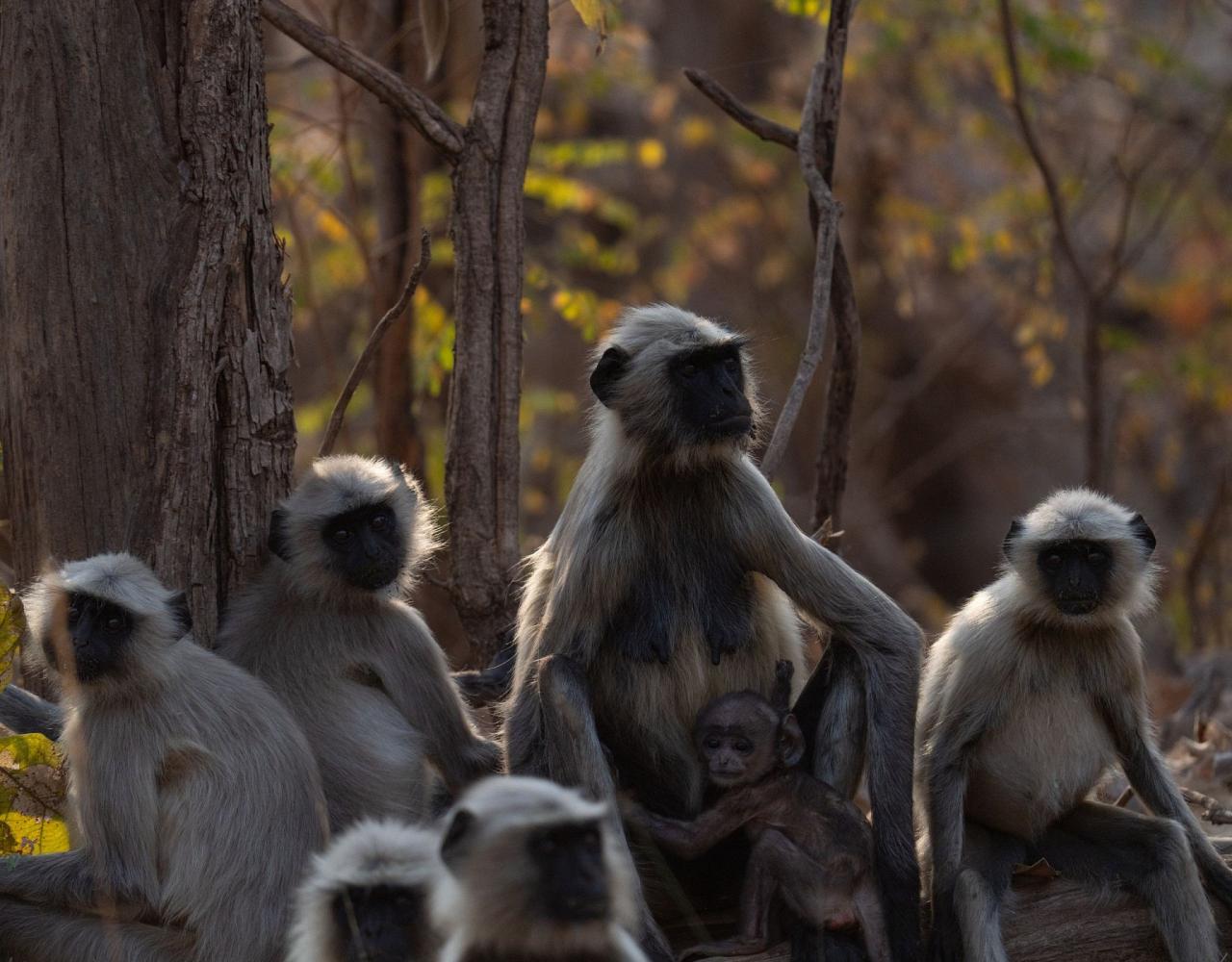 Birding India, Bird watching Asia, India Nature Tour, Big Cats in India, Naturalist Journeys, Wildlife Tour, Wildlife Photography, Ecotourism, Specialty Birds, Birding Hotspot, Tiger Reserve, Snow Leopards