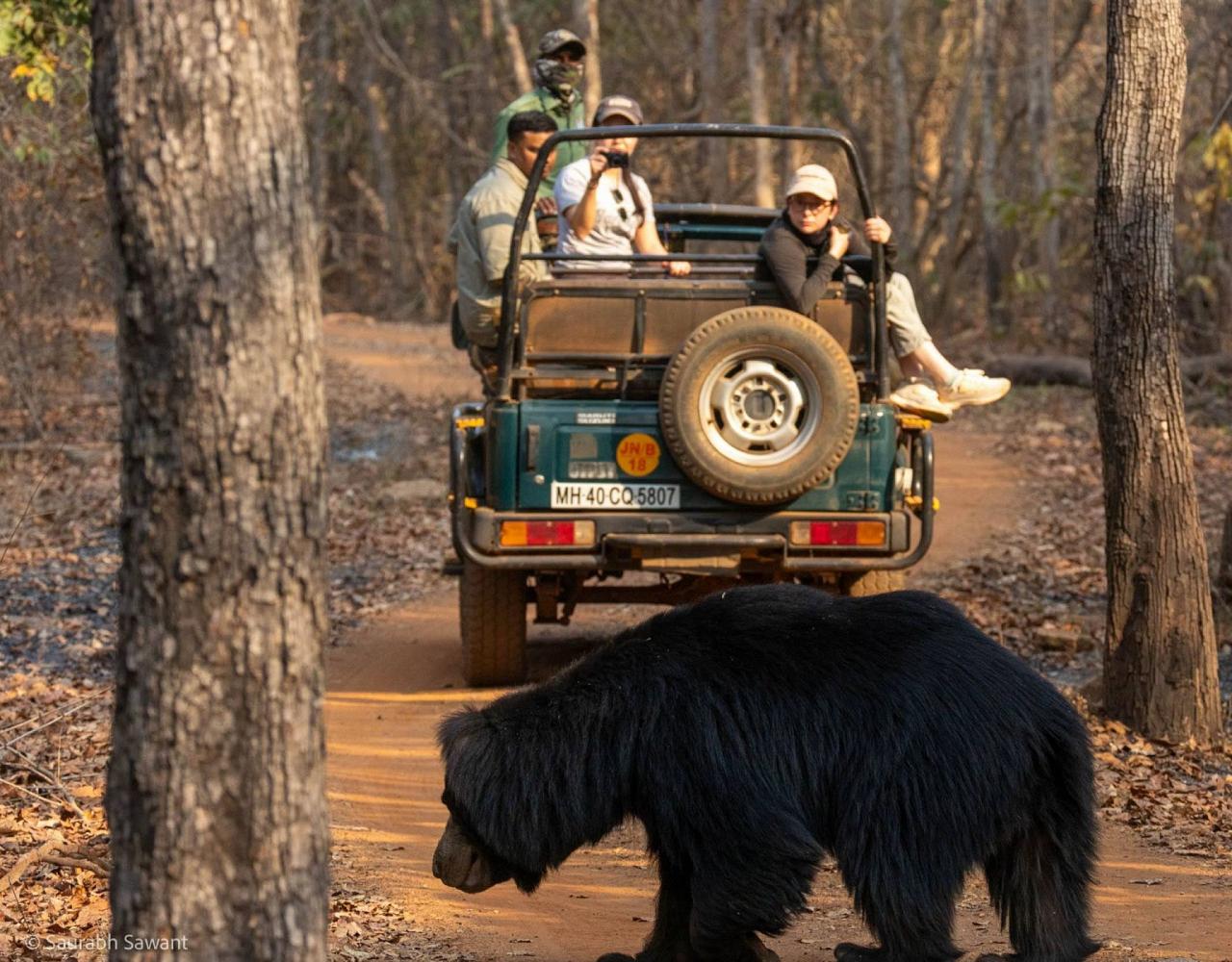 Birding India, Bird watching Asia, India Nature Tour, Big Cats in India, Naturalist Journeys, Wildlife Tour, Wildlife Photography, Ecotourism, Specialty Birds, Birding Hotspot, Tiger Reserve, Snow Leopards