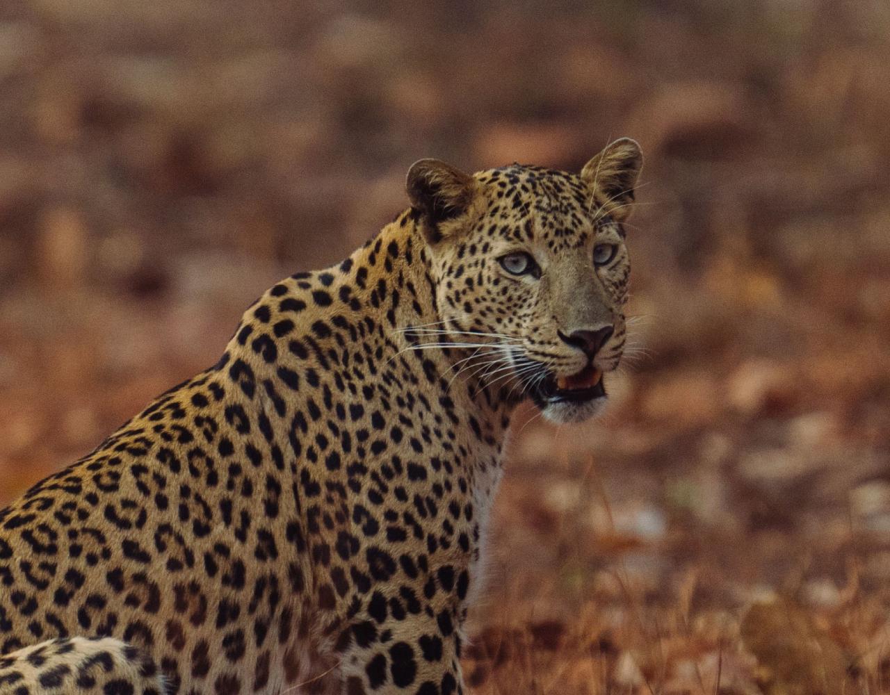Birding India, Bird watching Asia, India Nature Tour, Big Cats in India, Naturalist Journeys, Wildlife Tour, Wildlife Photography, Ecotourism, Specialty Birds, Birding Hotspot, Tiger Reserve, Snow Leopards