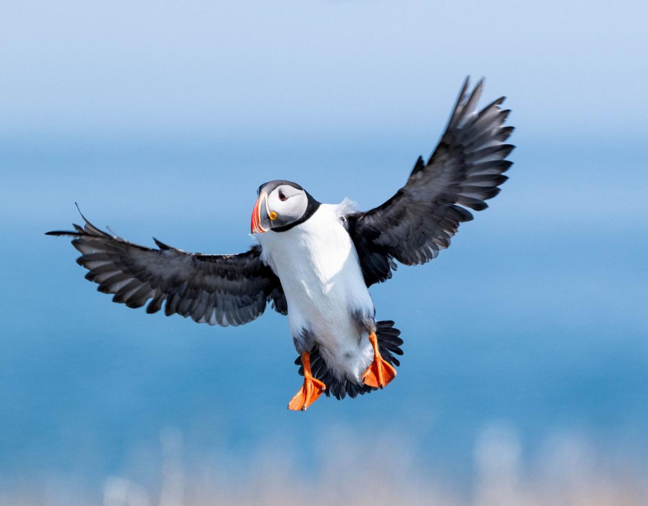 Birding Maine, Maine Nature, Acadia National Park, Bird watching Maine, Fall Migration, Naturalist Journeys, Wildlife Tour, Wildlife Photography, Ecotourism, Specialty Birds, Birding Hotspot, Bar Harbor