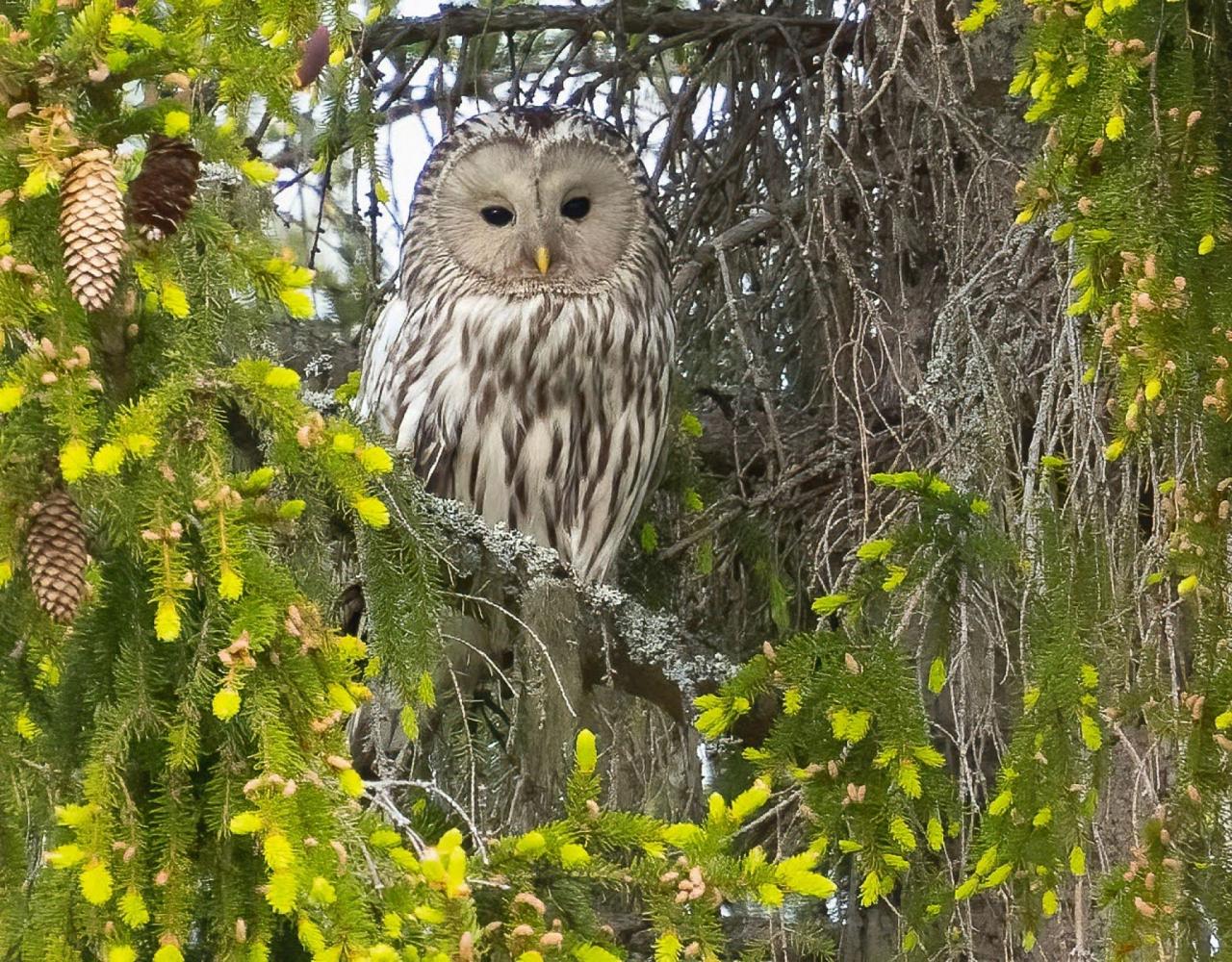 birding finland, norway