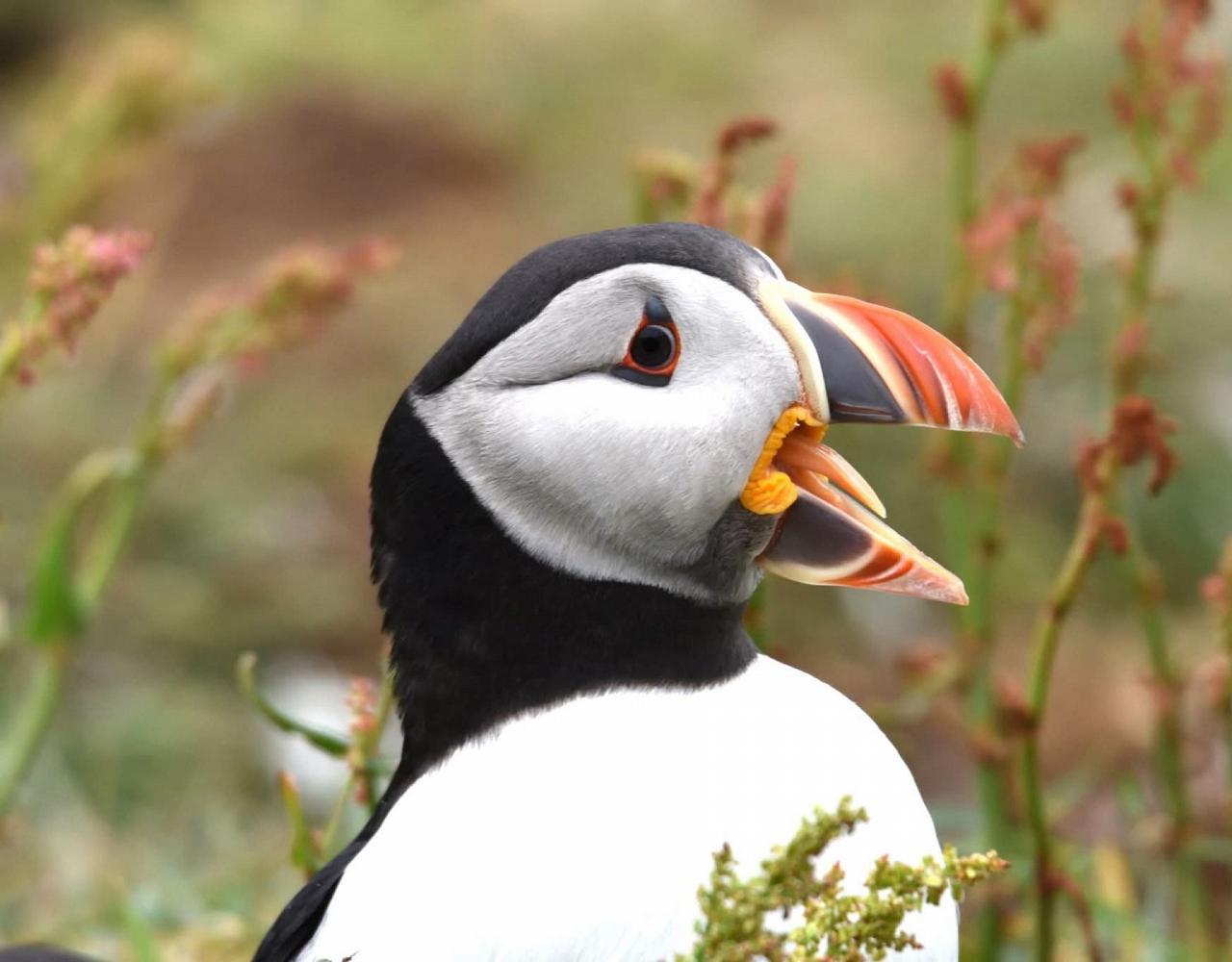 birding scotland