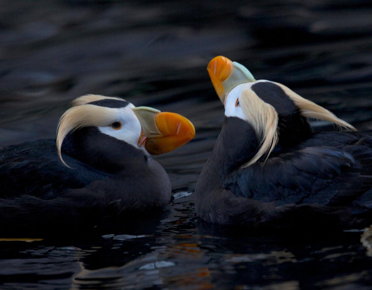 Birding Alaska, Bird Watching Alaska, Birding North America, Naturalist Journeys, Wildlife Tour, Wildlife Photography, Ecotourism, Specialty Birds, Endemic Birds, Birding Hotspot, Whale Watching