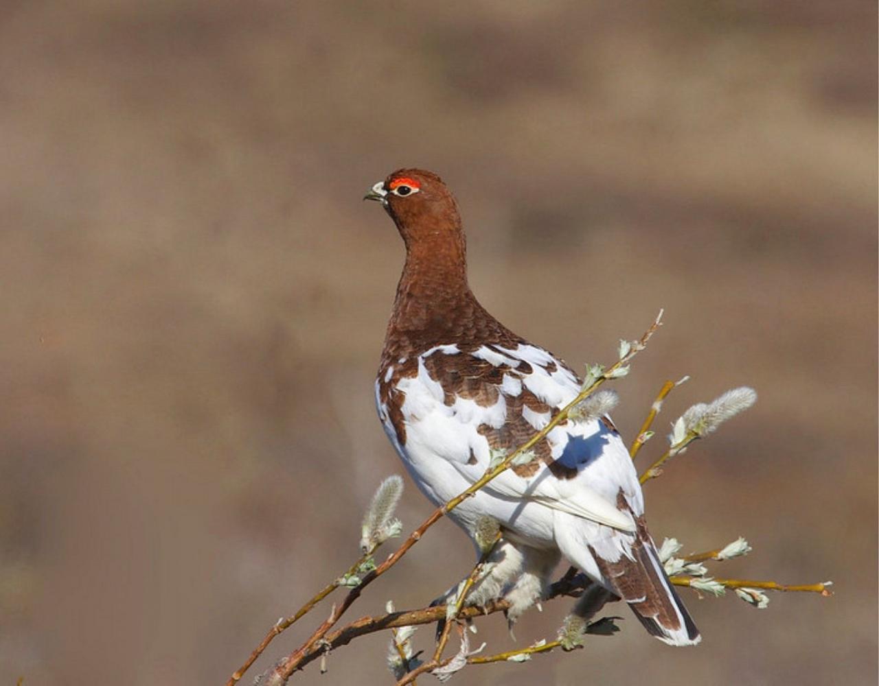 Birding Alaska, Bird Watching Alaska, Birding North America, Naturalist Journeys, Wildlife Tour, Wildlife Photography, Ecotourism, Specialty Birds, Endemic Birds, Birding Hotspot, Whale Watching