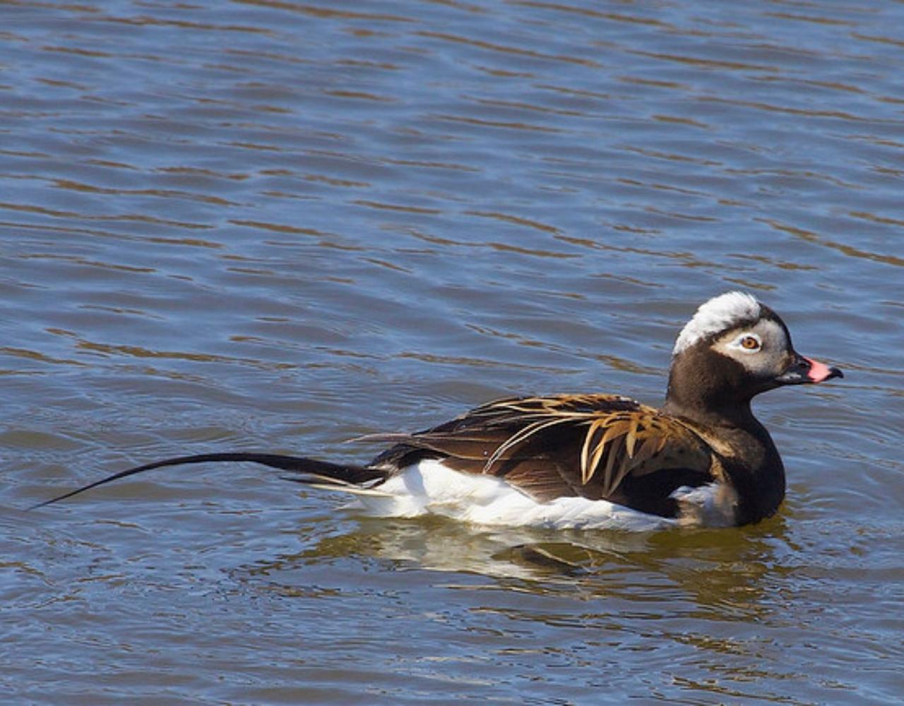 Birding Alaska, Bird Watching Alaska, Birding North America, Naturalist Journeys, Wildlife Tour, Wildlife Photography, Ecotourism, Specialty Birds, Endemic Birds, Birding Hotspot, Whale Watching