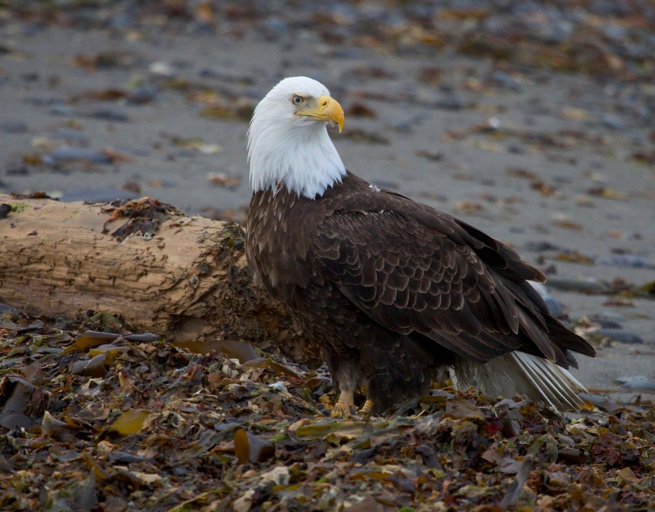 Birding Alaska, Bird Watching Alaska, Birding North America, Naturalist Journeys, Wildlife Tour, Wildlife Photography, Ecotourism, Specialty Birds, Endemic Birds, Birding Hotspot, Whale Watching