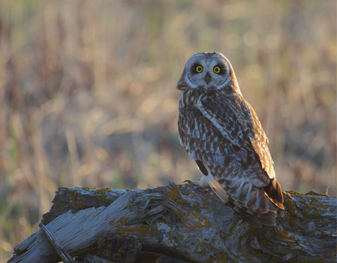 Birding Alaska, Bird Watching Alaska, Birding North America, Naturalist Journeys, Wildlife Tour, Wildlife Photography, Ecotourism, Specialty Birds, Endemic Birds, Birding Hotspot, Whale Watching