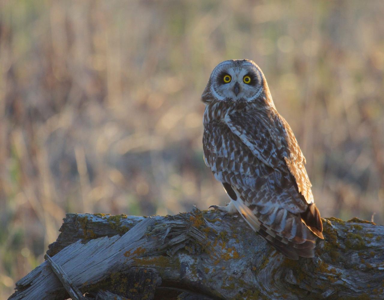 Birding Alaska, Bird Watching Alaska, Birding North America, Naturalist Journeys, Wildlife Tour, Wildlife Photography, Ecotourism, Specialty Birds, Endemic Birds, Birding Hotspot, Whale Watching