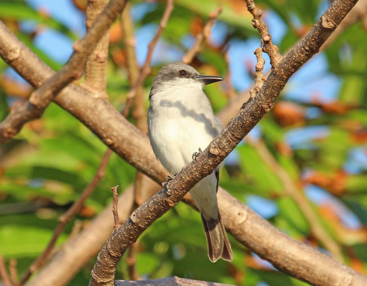 Birding Puerto Rico, Bird Watching North America, Tropical Birds, Naturalist Journeys, Wildlife Tour, Wildlife Photography, Ecotourism, Specialty Birds, endemic birds