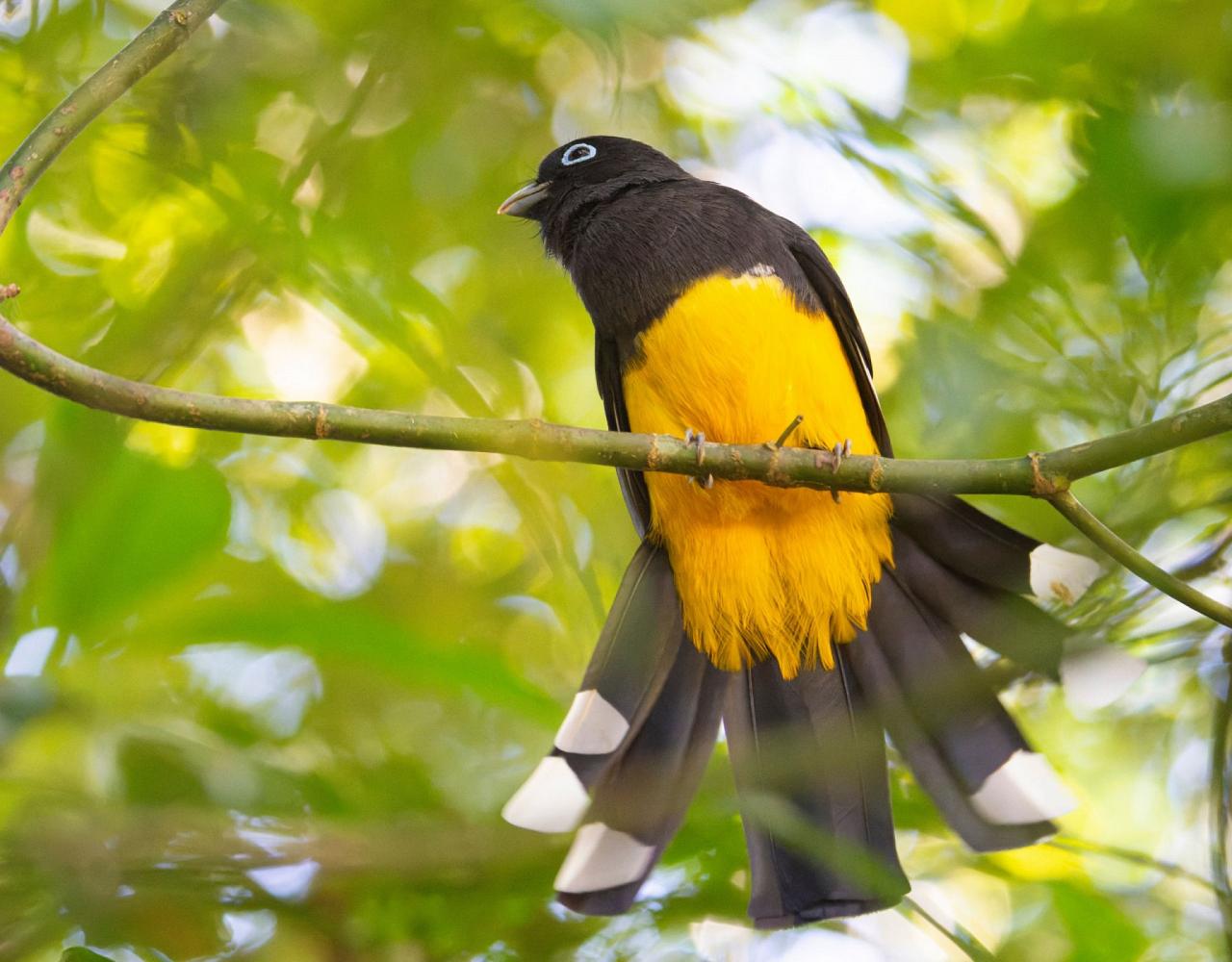 Birding Belize, Bird watching, Central America, Neotropics, Naturalist Journeys, Wildlife Tour, Wildlife Photography, Ecotourism, Specialty Birds, Birding Hotspot