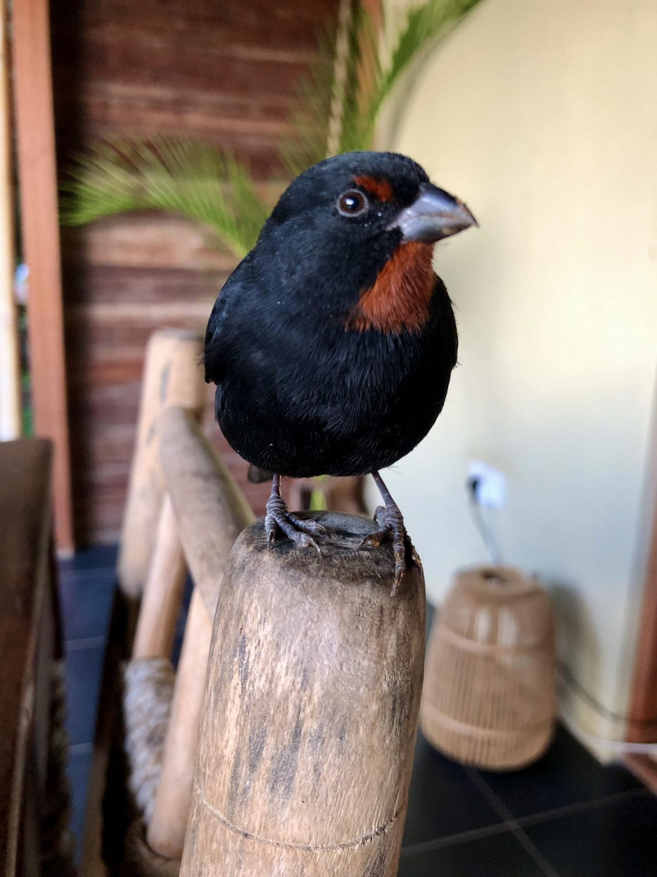 Birding Lesser Antilles, Bird watching, St. Lucia, Dominica, St. Vincent, Naturalist Journeys, Wildlife Tour, Wildlife Photography, Ecotourism, Specialty Birds, Endemic Birds, Birding Hotspot