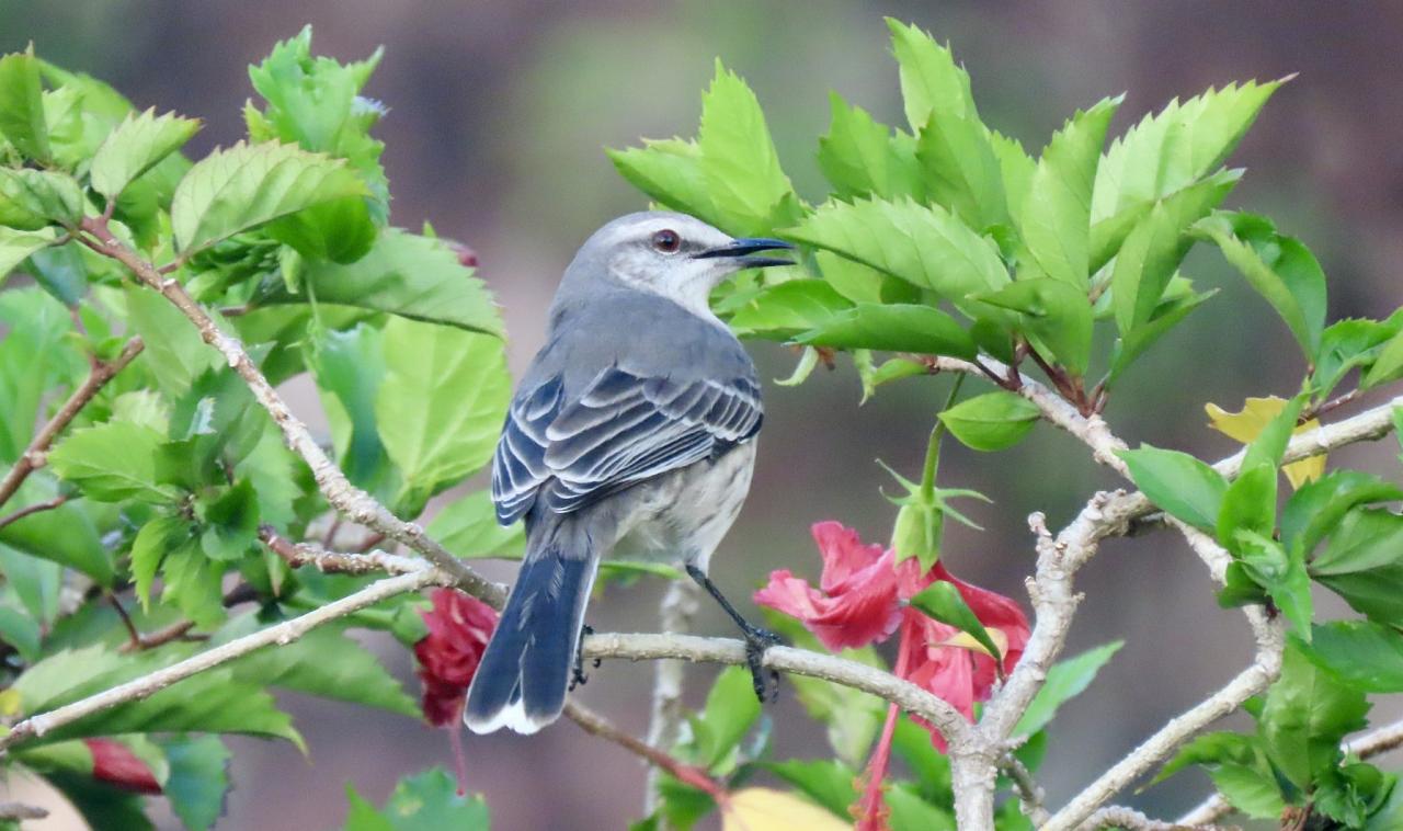 Birding Lesser Antilles, Bird watching, St. Lucia, Dominica, St. Vincent, Naturalist Journeys, Wildlife Tour, Wildlife Photography, Ecotourism, Specialty Birds, Endemic Birds, Birding Hotspot