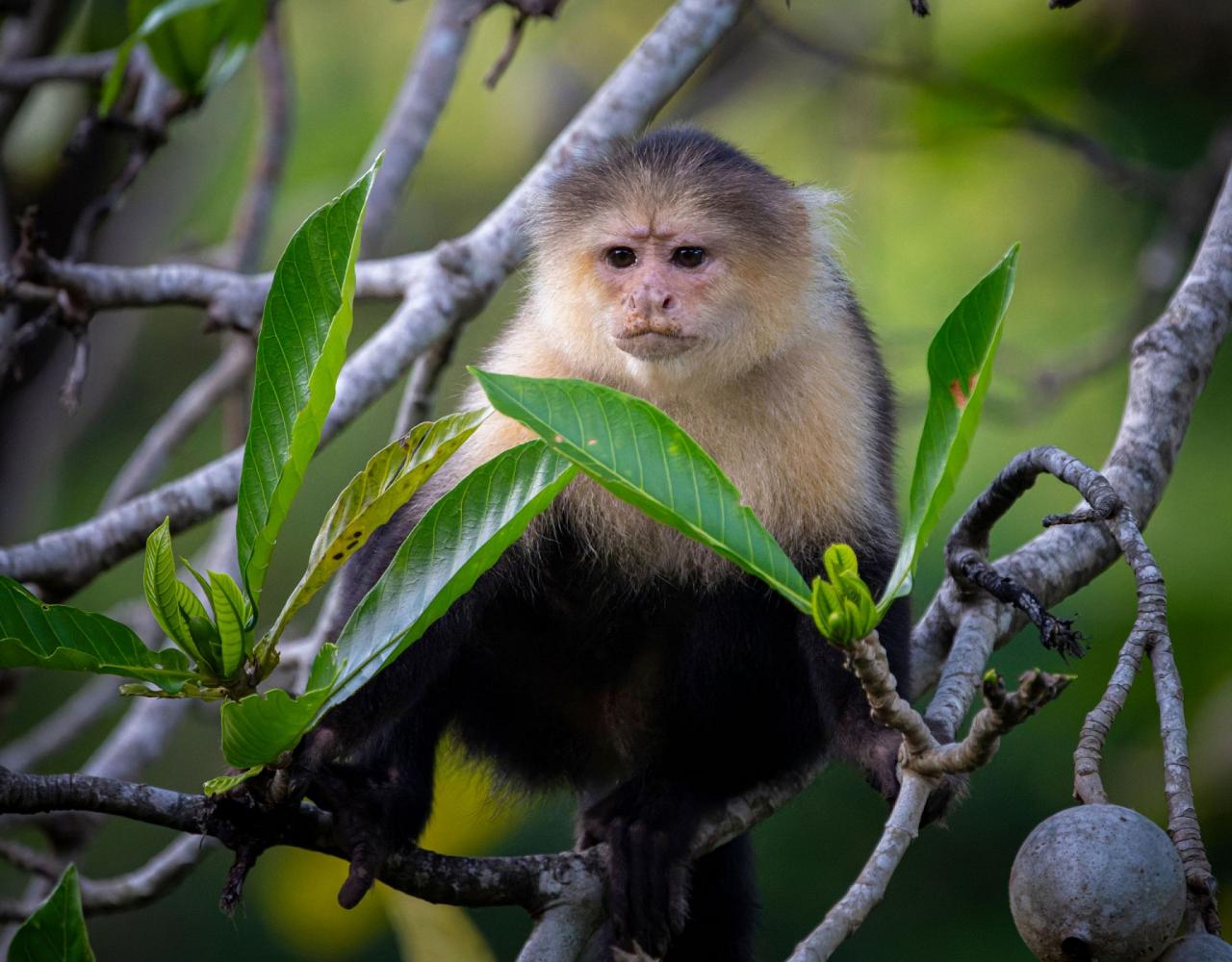 Birding Panama, Bird watching Panama, Panama Nature Tour, Naturalist Journeys, Wildlife Tour, Wildlife Photography, Ecotourism, Specialty Birds, Birding Hotspot