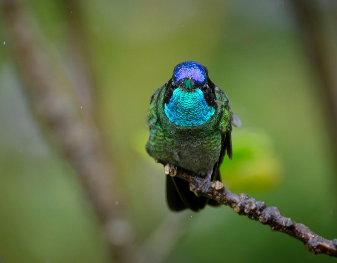 Birding Panama, Bird watching Panama, Panama Nature Tour, Naturalist Journeys, Wildlife Tour, Wildlife Photography, Ecotourism, Specialty Birds, Birding Hotspot